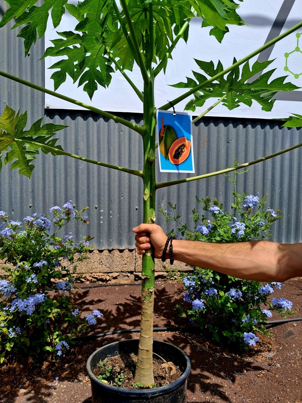 PAPAYA SEXADA