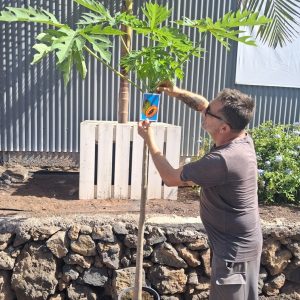PAPAYA SEXADA