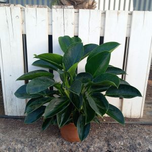 PHILODENDRON GREEN PRINCESS