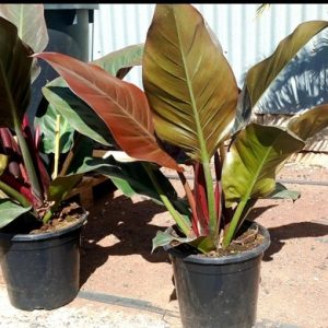 PHILODENDRON IMPERIAL RED