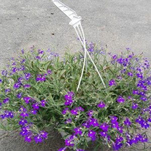 LOBELIA AZUL