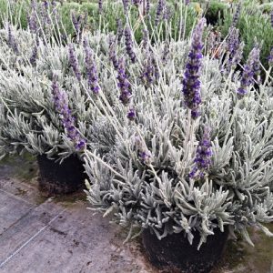LAVANDA GRIS