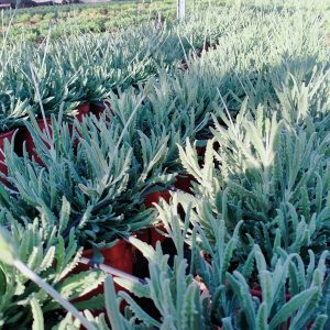 LAVANDA GRIS