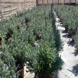 LAVANDA DENTATA