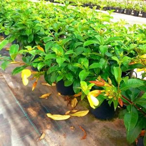 ALLAMANDA CATHARTICA