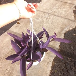 TRADESCANTIA PALLIDA (Purpurea)