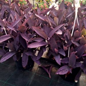 TRADESCANTIA PALLIDA (Purpurea)