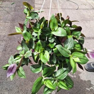 TRADESCANTIA ZEBRINA (Flame dance)