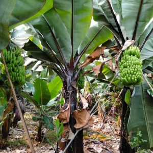 PLATANERA FARAONA NEGRA