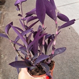 TRADESCANTIA PALLIDA