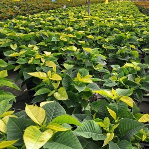 POINSETTIA BLANCA