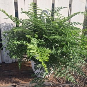 ASPLENIUM PARVATI