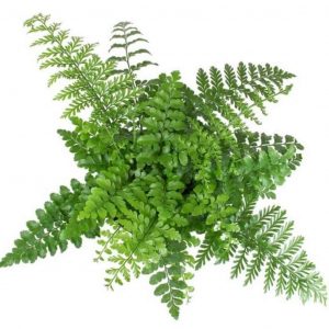 ASPLENIUM PARVATI