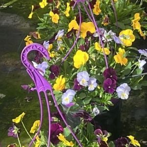 PENSAMIENTOS DE COLGAR