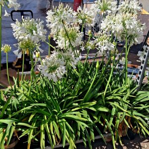 AGAPANTHUS AFRICANUS