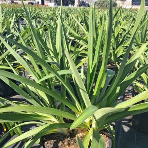 AGAPANTHUS AFRICANUS