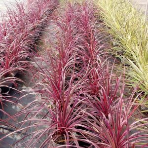 CORDILYNE AUSTRALIS ROJO