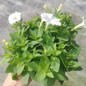 PETUNIA TAPIZANTE
