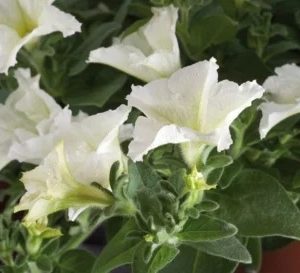 PETUNIA TAPIZANTE