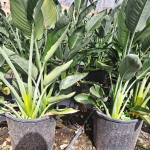 STRELITZIA REGINAE GRUPO