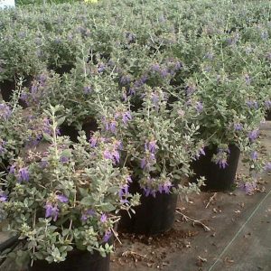 TEUCRIUM FRUTICANS