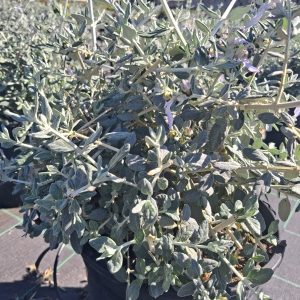 TEUCRIUM CHAMAEDRYS