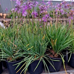 TULBAGHIA VIOLACEA