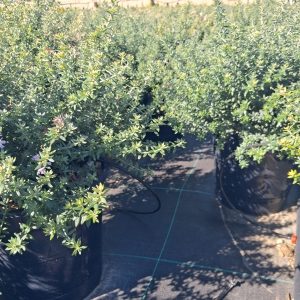 WESTRINGIA FRUTICOSA