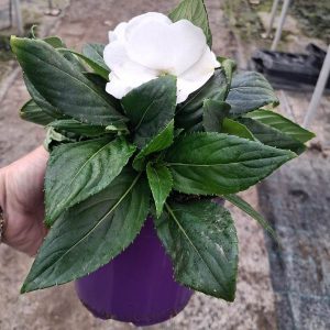IMPATIENS NEW GUINEA