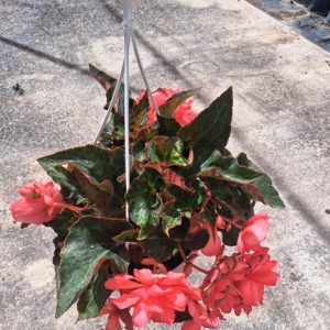 BEGONIA