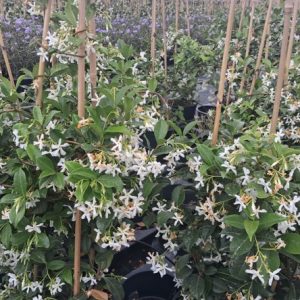 JAZMÍN TRACHELOSPERMUM