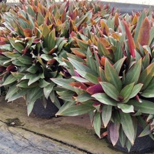 ROHEO (TRADESCANTIA SPATHACEA)