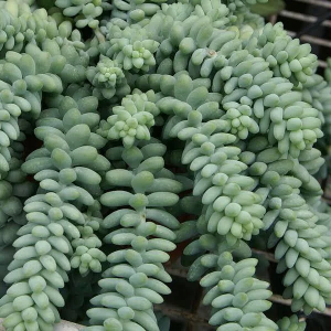 SEDUM BURRITO
