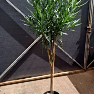 ADELFA ÁRBOL COPA