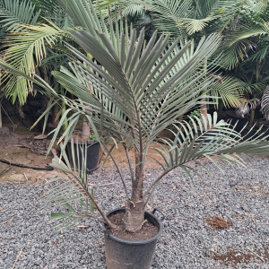 ARENGA ENGLERI