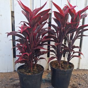 CORDYLINE FRUTICOSA