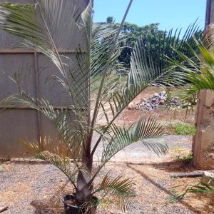 DYPSIS DECARYI