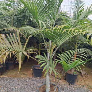 DYPSIS PEMBANA