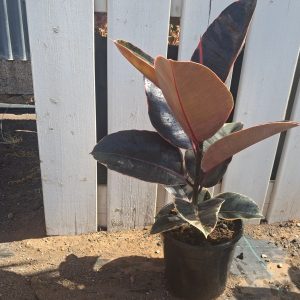 FICUS BELIZE