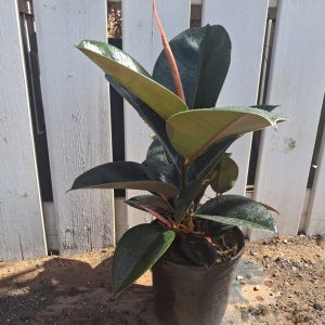 FICUS ROBUSTA