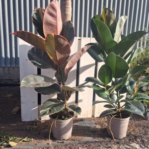 FICUS BELIZE
