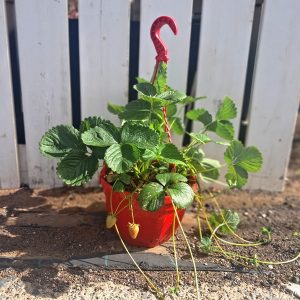 FRESAS (Tarrina)