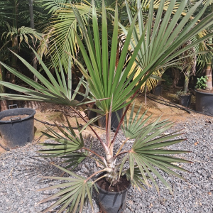 LATANIA LONTAROIDES