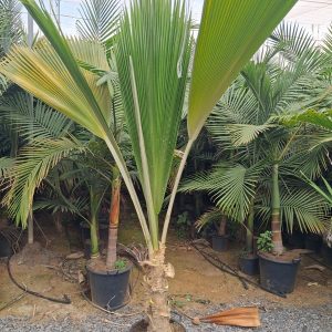PRITCHARDIA HILLBRANDII