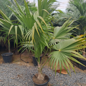 THRINAX RADIATA