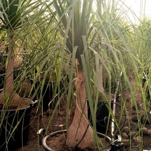 BEAUCARNEA RECURVATA