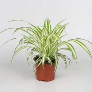 CHLOROPHYTUM (Cintas)