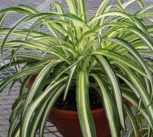 CHLOROPHYTUM (Cintas)