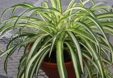 CHLOROPHYTUM (Cintas)