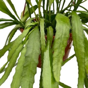 EPICACTUS HIBRIDO (Cactus)